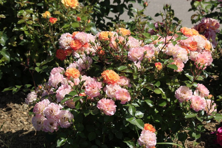 Роза бордюр Камае