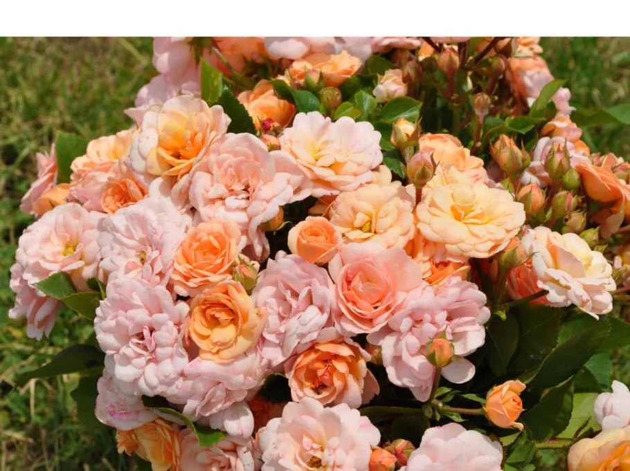 Роза бордюр накри патио