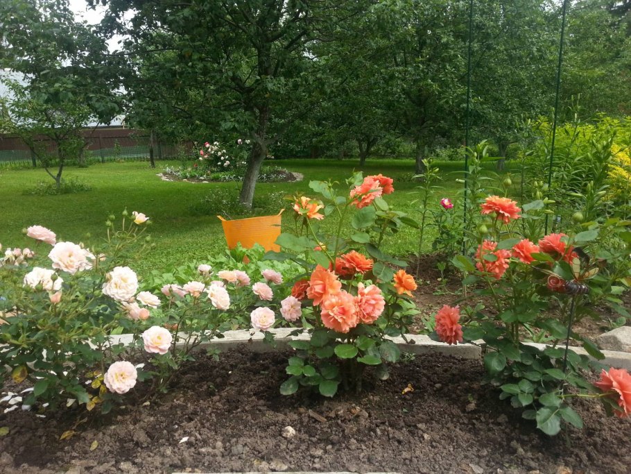 Роза Клементина флорибунда