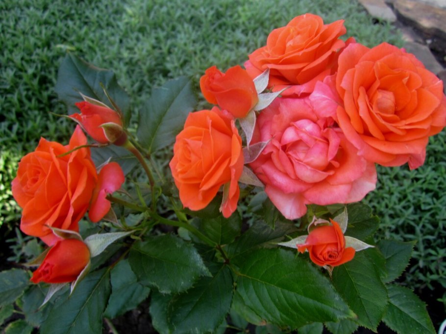 Роза бордюрная оранж Беби