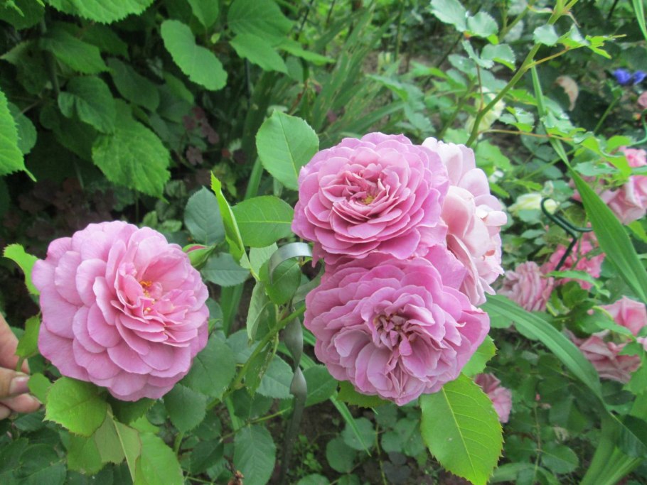 Маджента Magenta роза