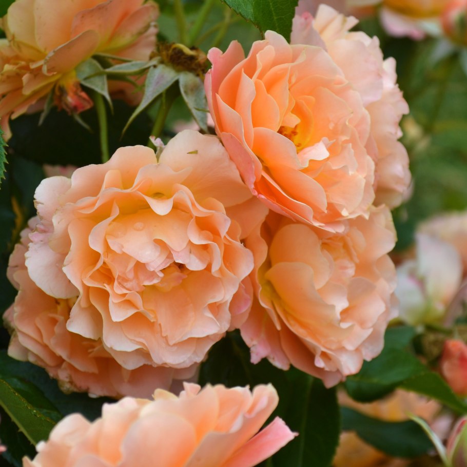 Роза Эприкот Клементина