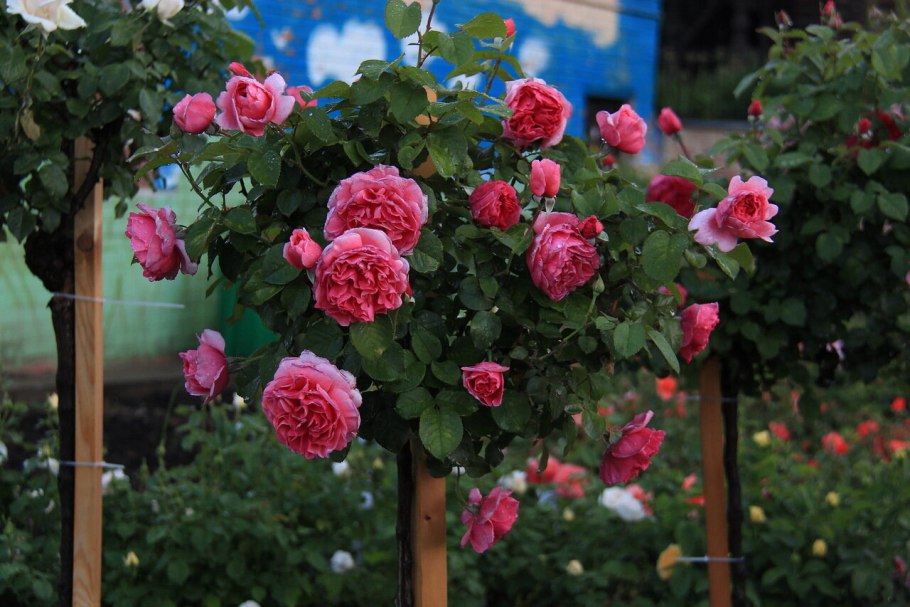 Роза Соната