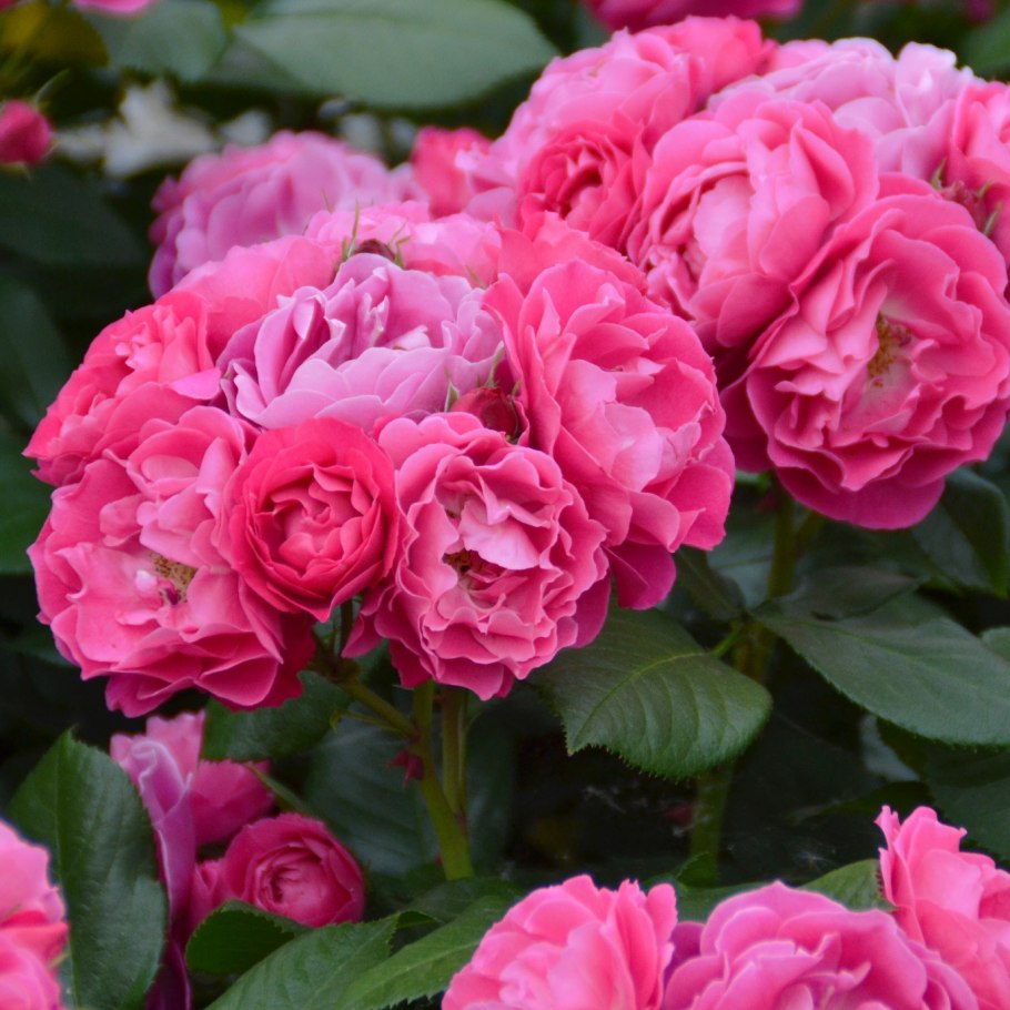 Розы флорибунда»маджента (Magenta)