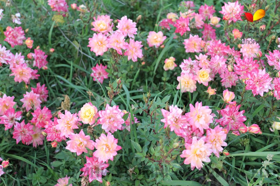 Роза бордюрная Триколор