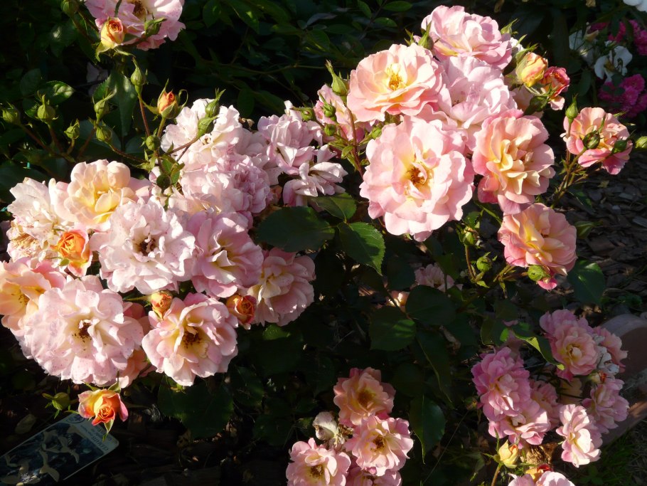 Бордюр Камае bordure Camaieu роза