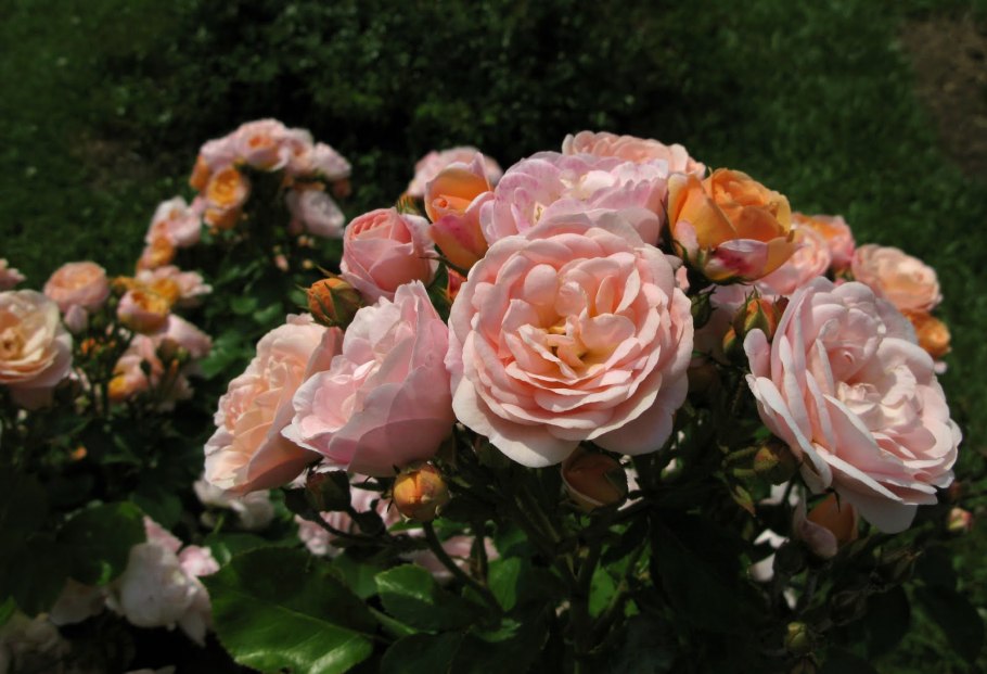 Роза бордюр накри