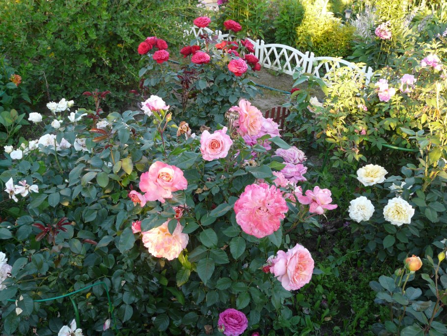 Роза бордюрная Пикси