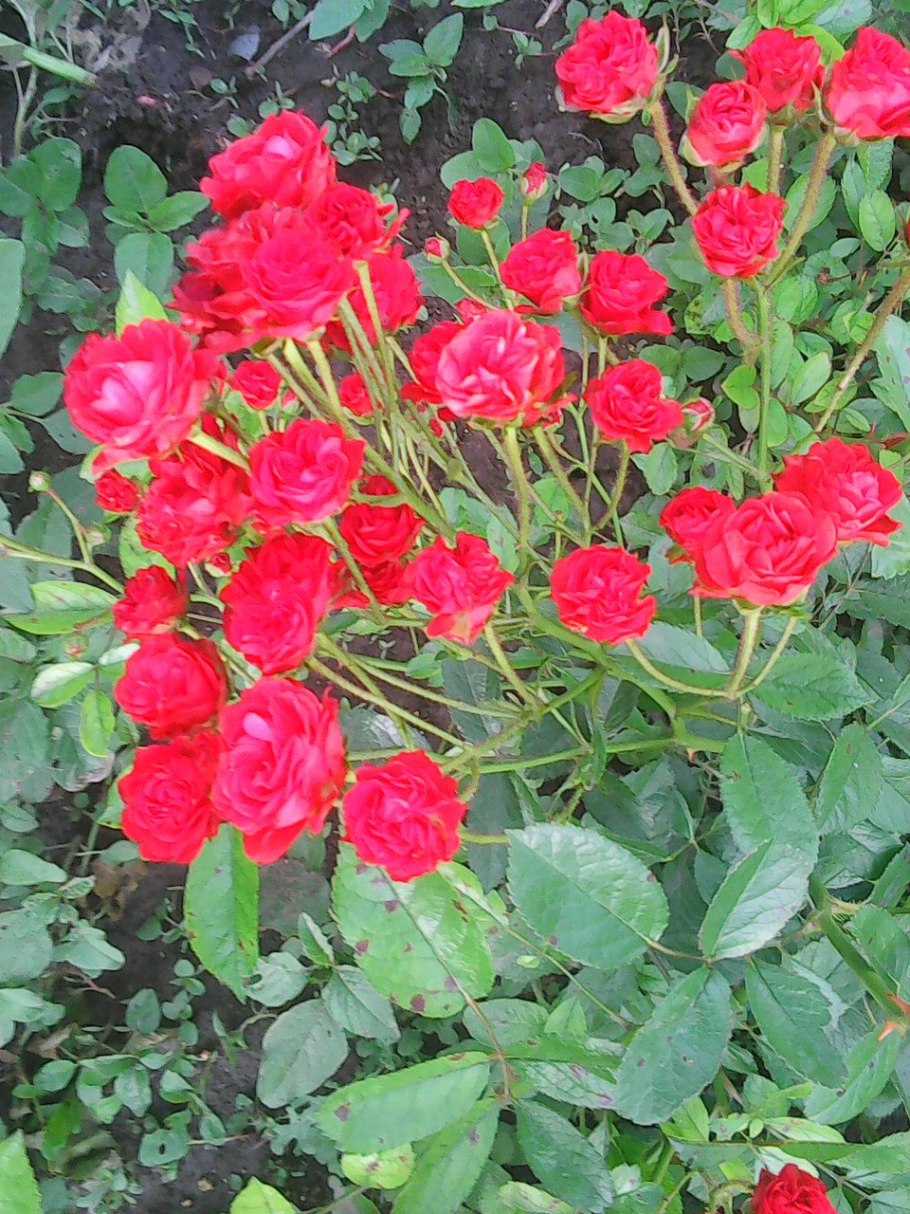 Бордюрные розы