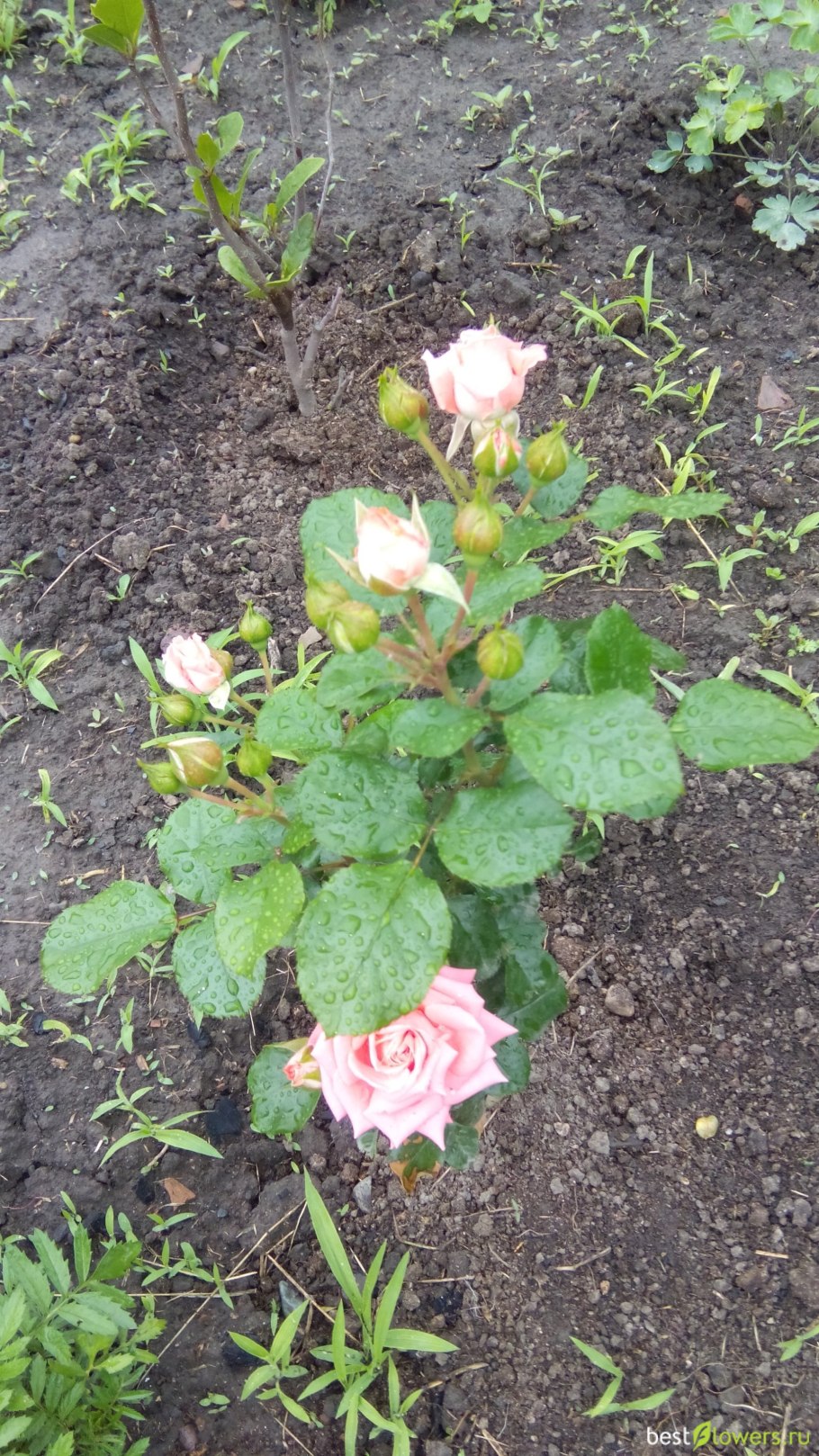 Роза бордюрная Фейри Тейл