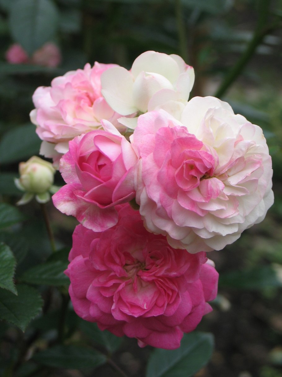 Роза чайно-гибридная Чатыр Даг