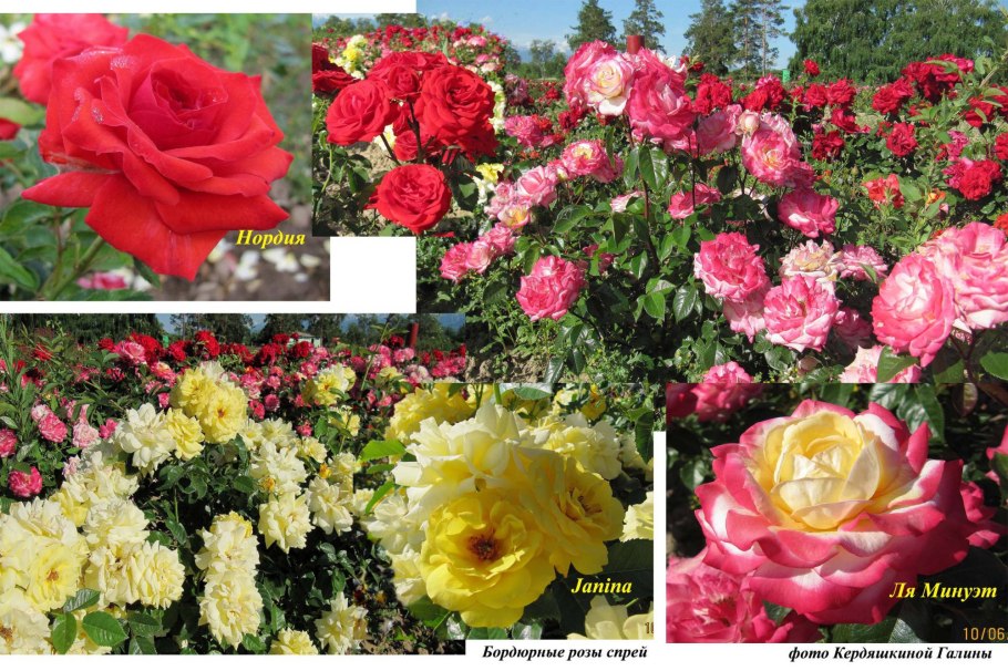 Роза бордюрная Сноувит