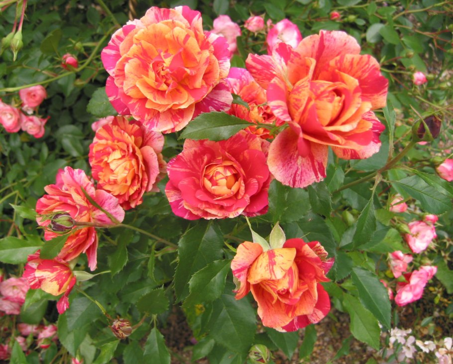 Роза бордюрная фокус покус