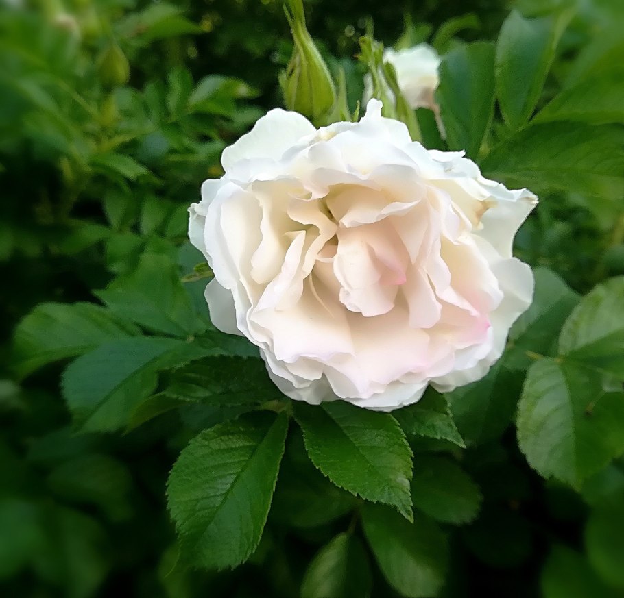 Роза Вайт Грин