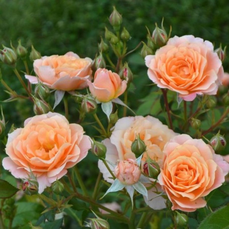 Роза бордюр Абрико, Дельбар