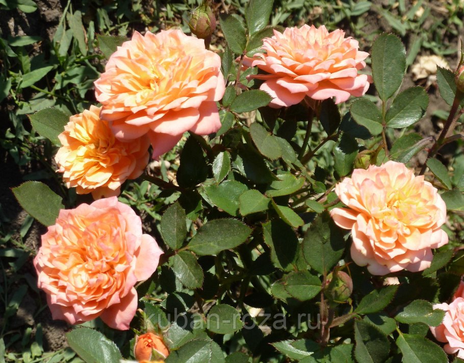 Роза бордюрная Нинетта