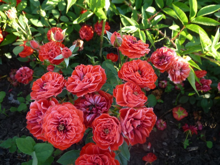 Бордюрные розы