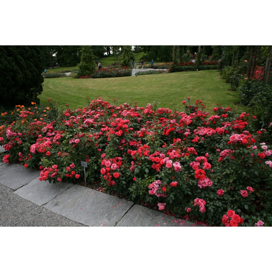 Флорибунда черри герл