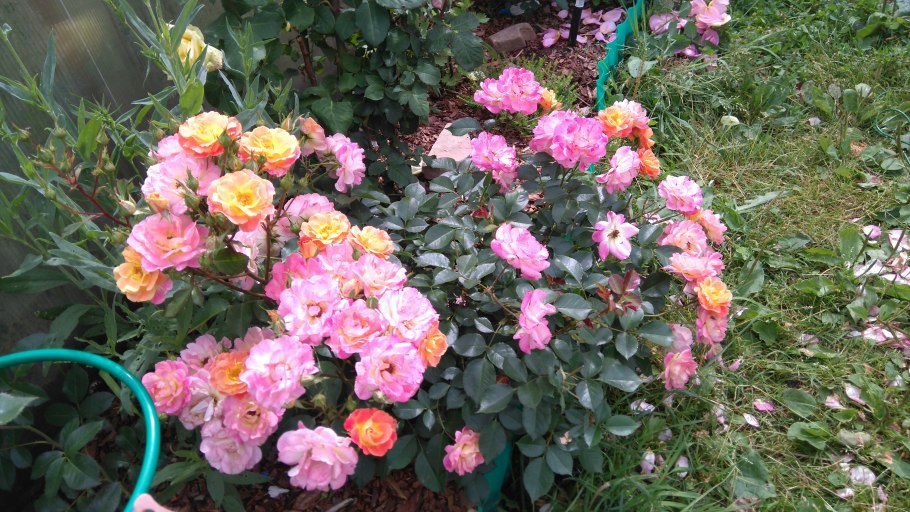 Роза бордюр Камае