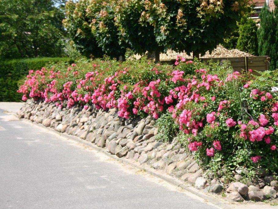 Роза почвопокровная Хайдетраум
