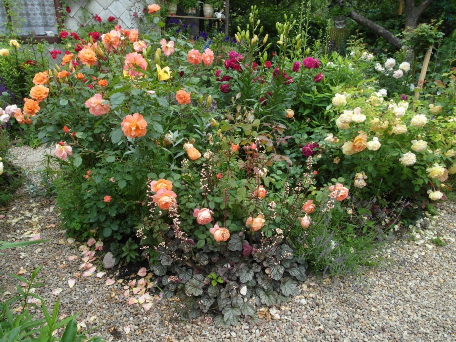 Почвопокровные компаньоны розы