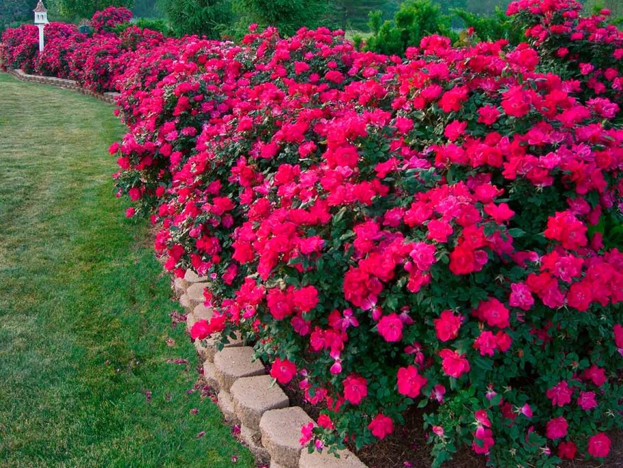 Роза бордюрная Николь