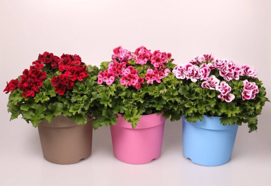 Пеларгония грандифлора
