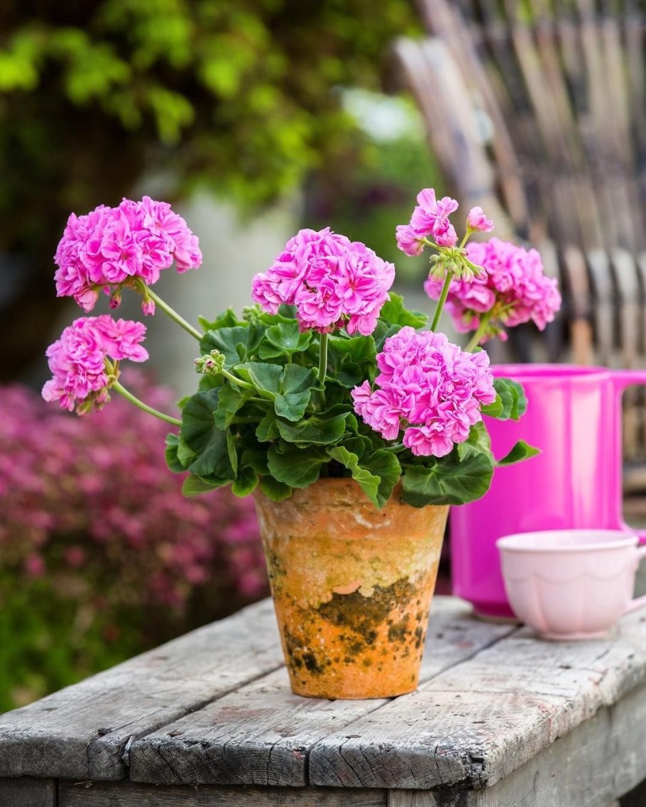Пеларгония в больших горшках