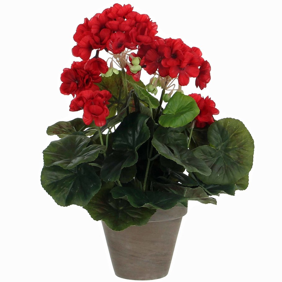Герань красная в горшке