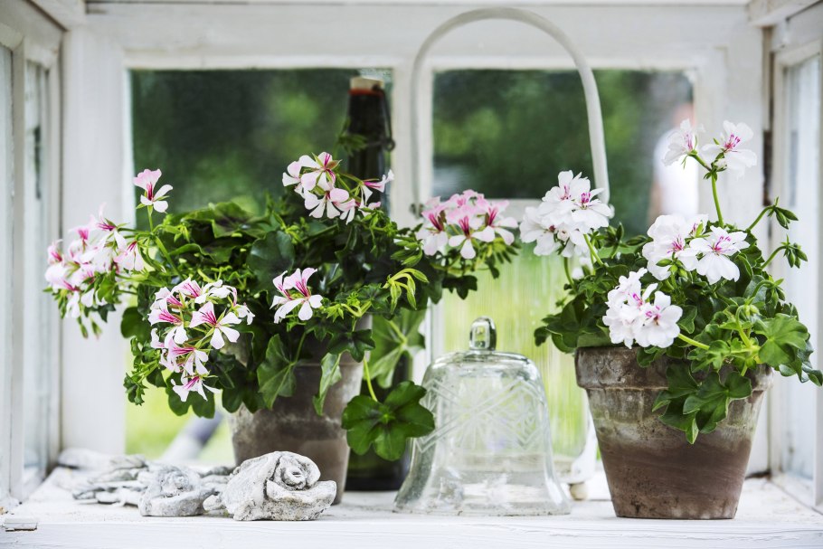 Пеларгония в горшке