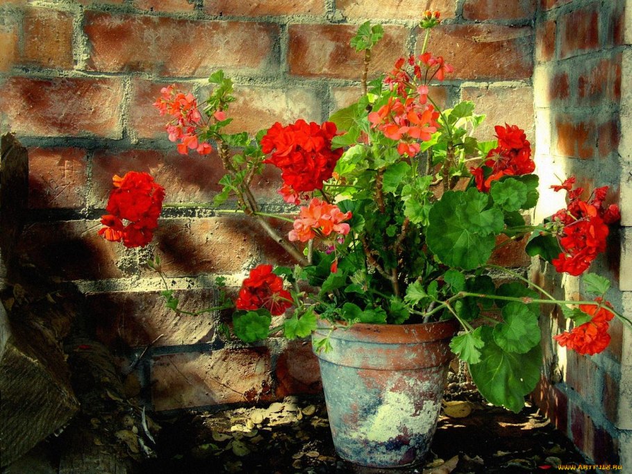 Фотонатюрморты с геранью