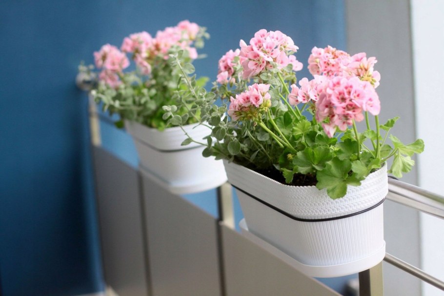 Пеларгония горшечная