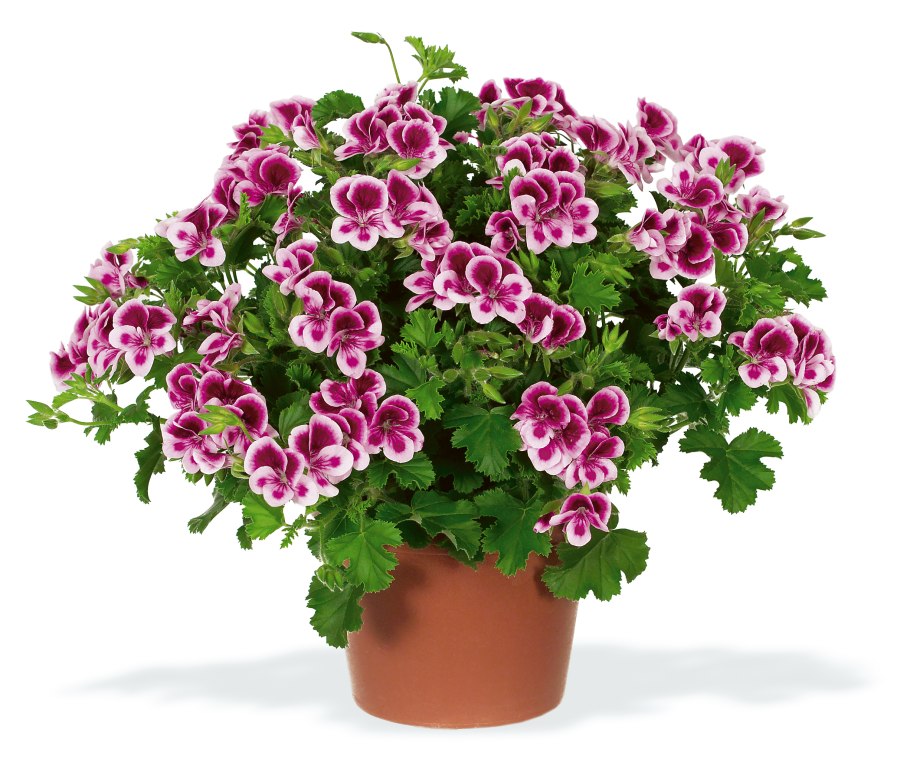 Пеларгония ангел ANGELEYES Randy