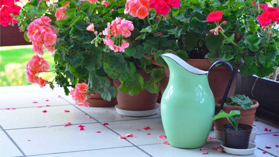 Комнатные растения герань полив