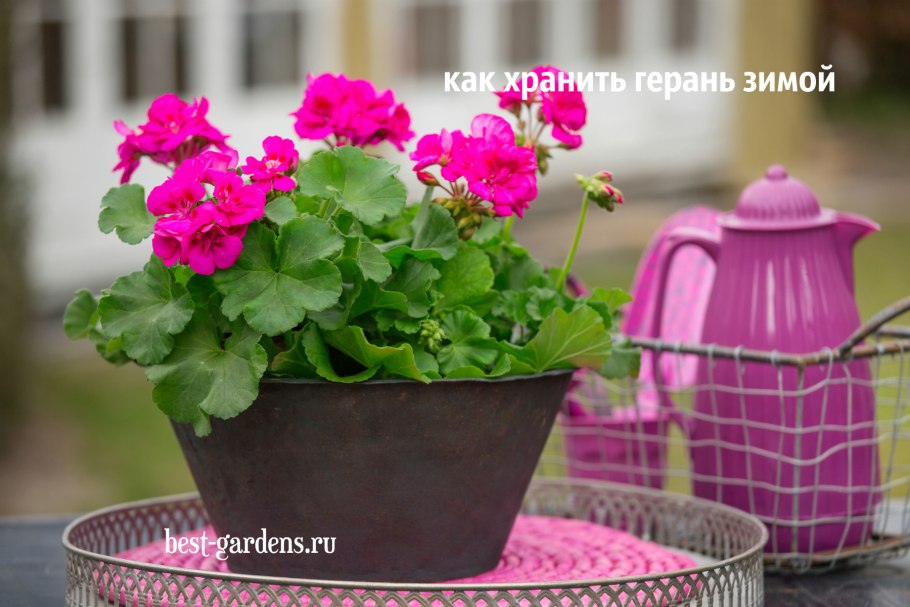 Пеларгония в горшке