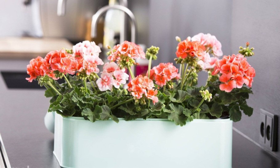 Пеларгония в горшке