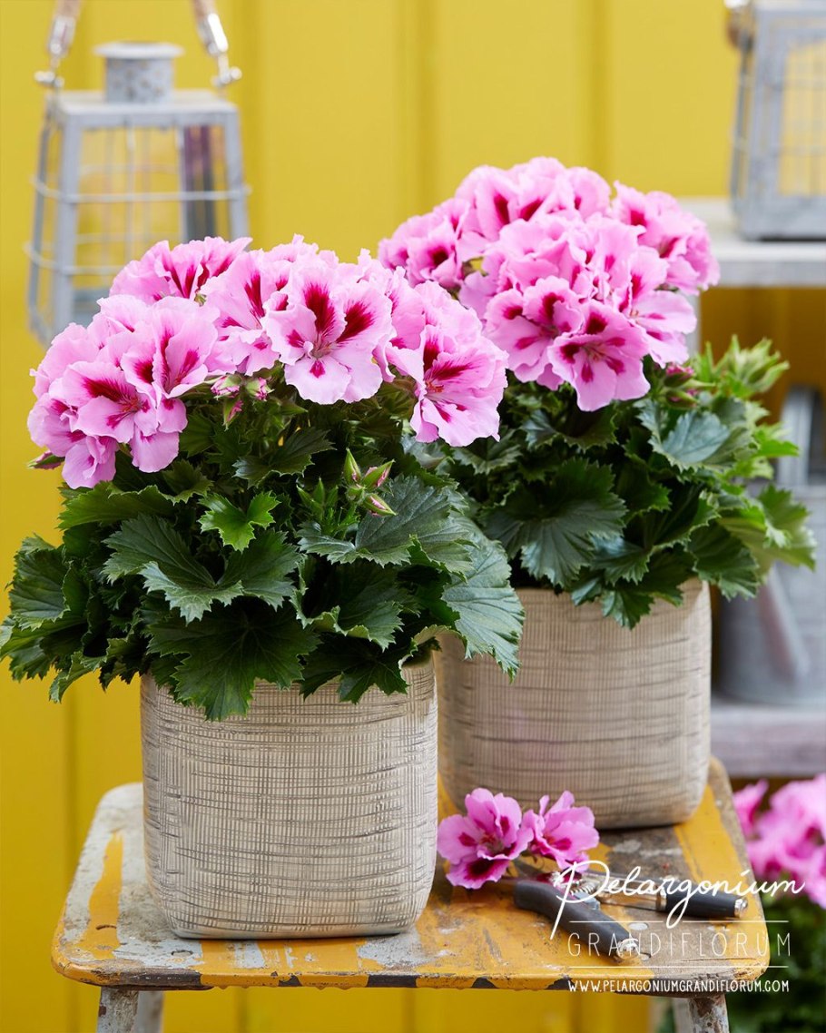 Пеларгония грандифлора горшечная
