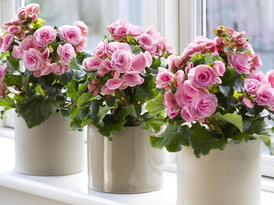 Бегония в горшке