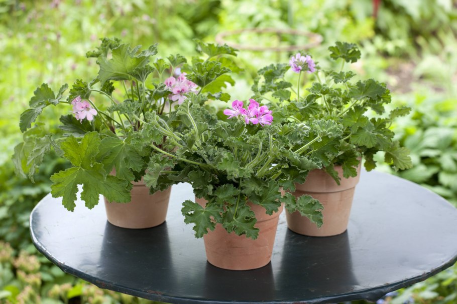 Камфорная герань