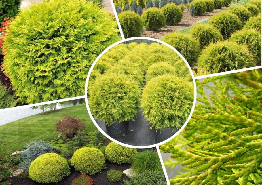 Туя Западная шаровидная Голден Глоб