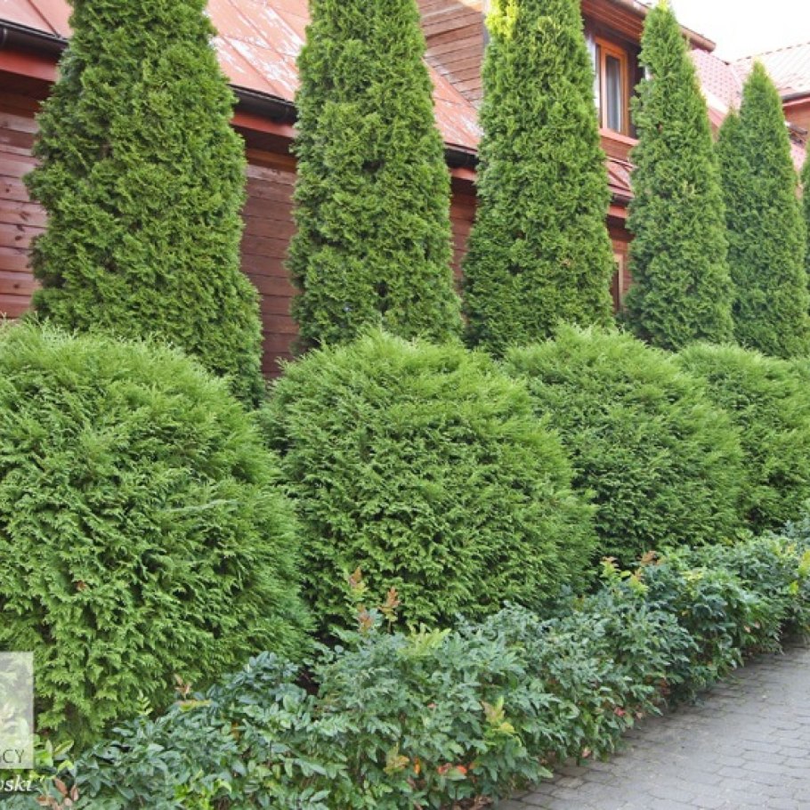 Туя Западная рекурва Нана
