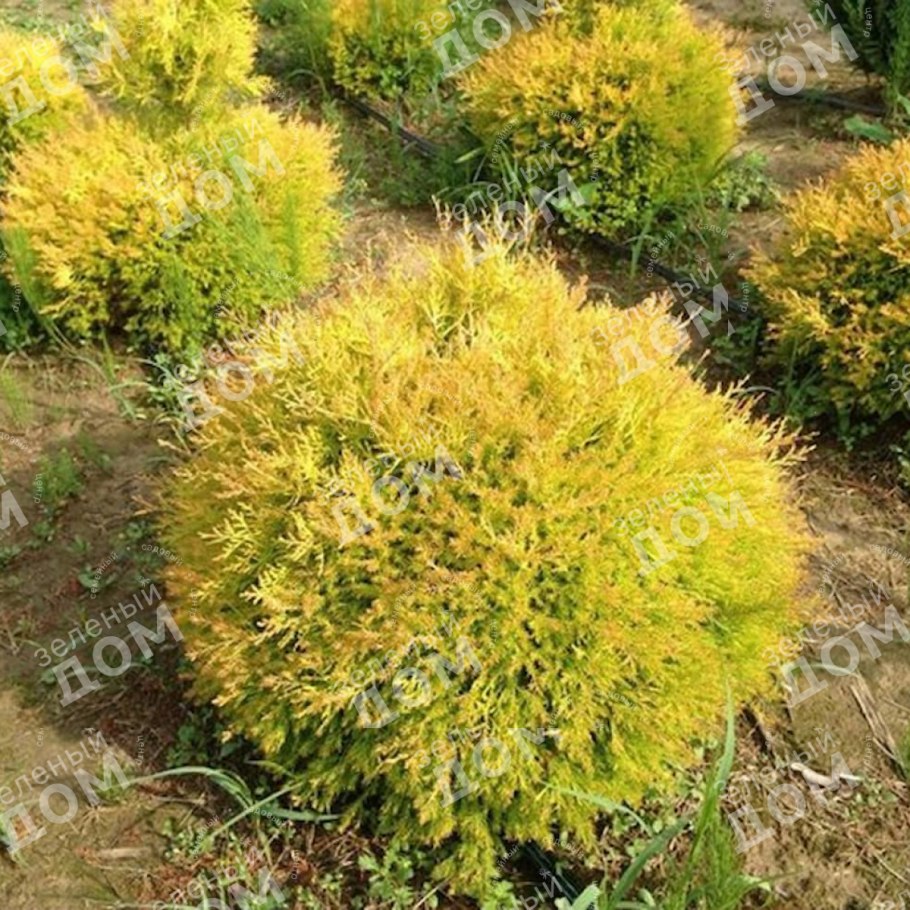 Туя Западная Глобоза Ауреа