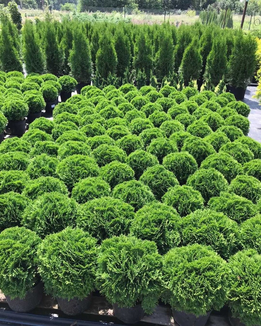 Туя шаровидная Даника..