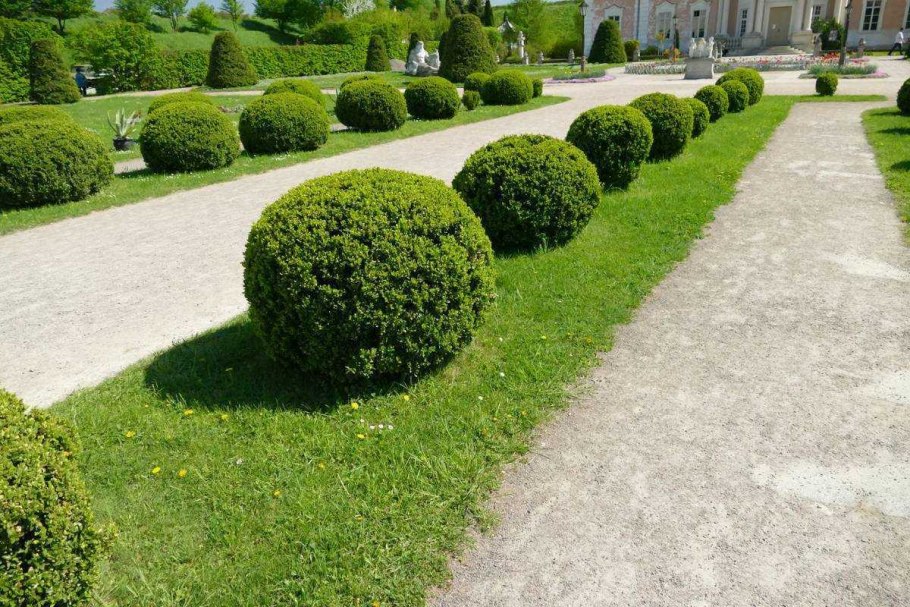 Туя Даника Ауреа в ландшафте