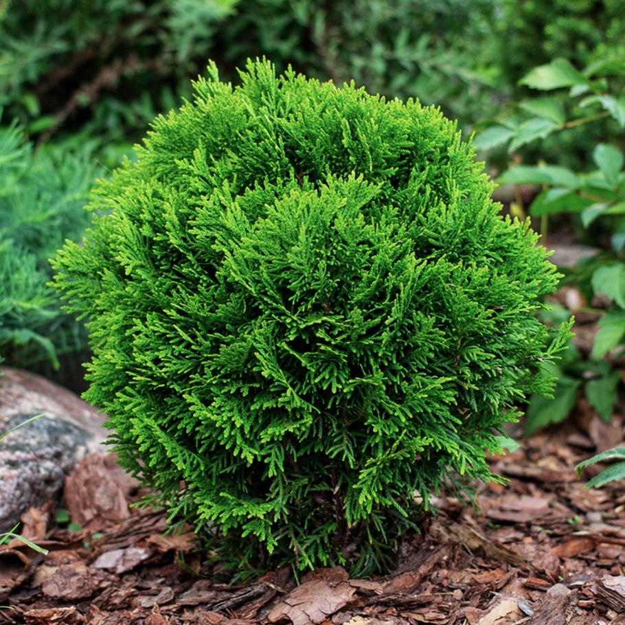 Туя Даника Ауреа