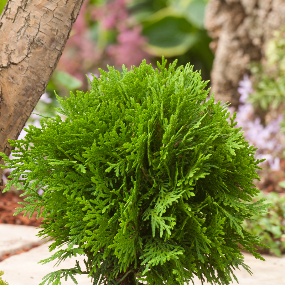 Туя Западная Глобоза