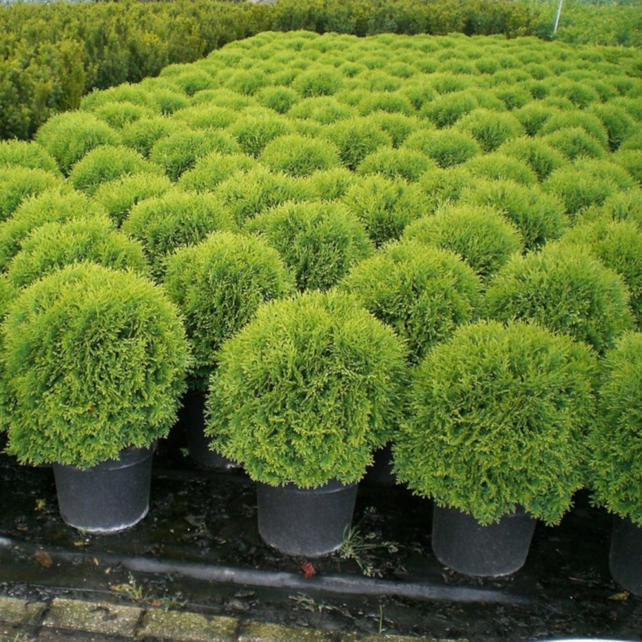 Туя Даника Ауреа