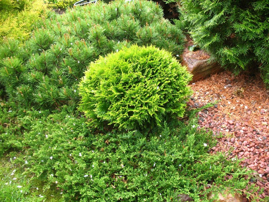 Туя Глобоза Даника