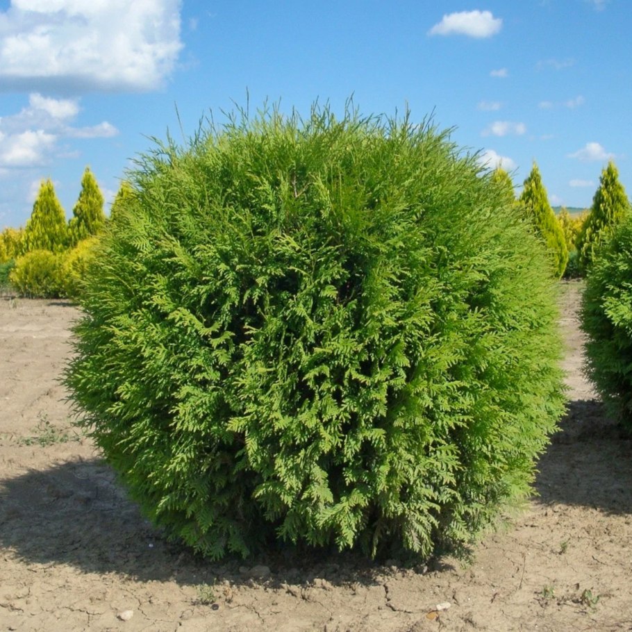 Туя Западная Глобоза
