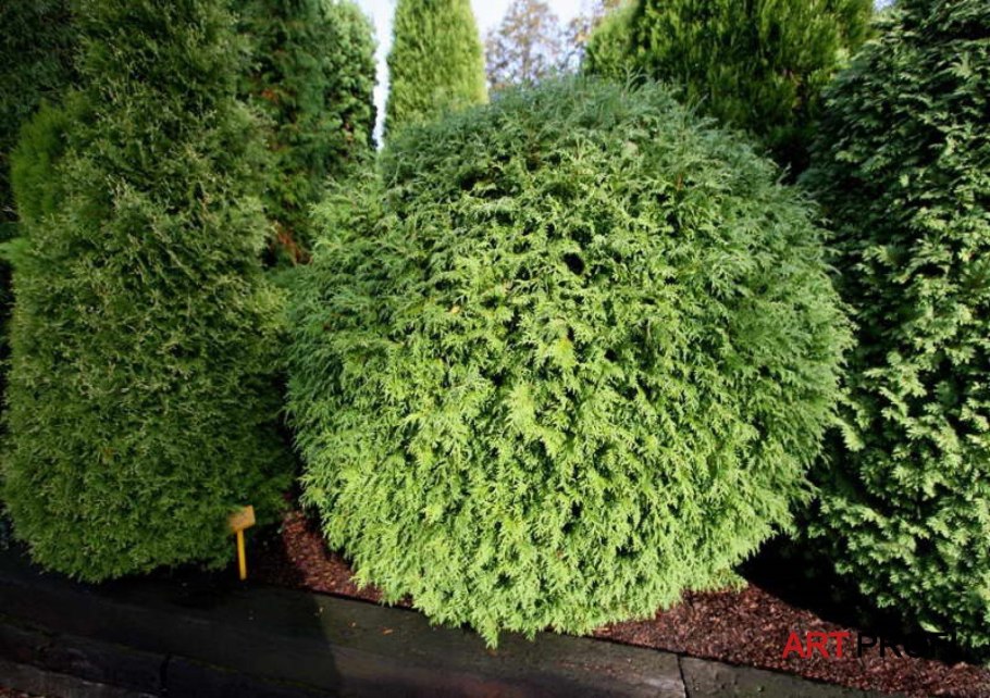 Туя Западная шаровидная Глобоза